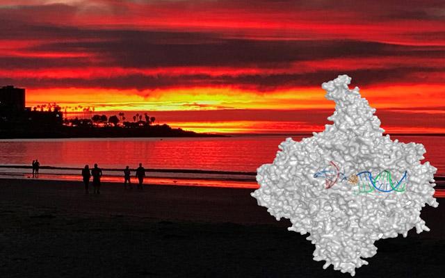 Collage, UC San Diego School of Medicine