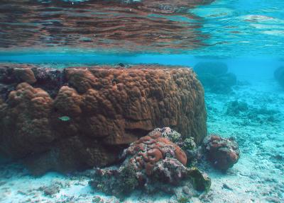 Flat-top Porites Coral