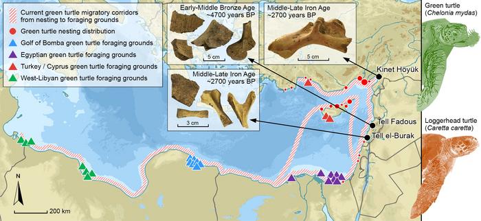 Map of sea turtles' feeding and breeding places