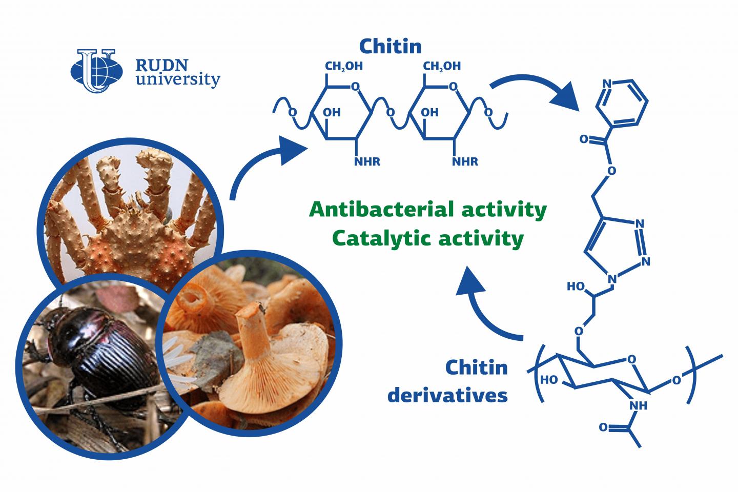 Chemists from RUDN University Synthesized Chitin-Based Antibiotics