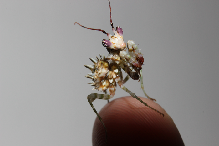 Creobroter wahlbergii