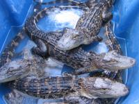 Juvenile American Alligators