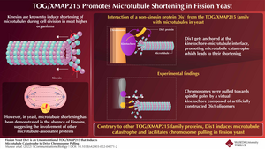 An infographic on the process of Dis1-induced microtubule shortening and its significance