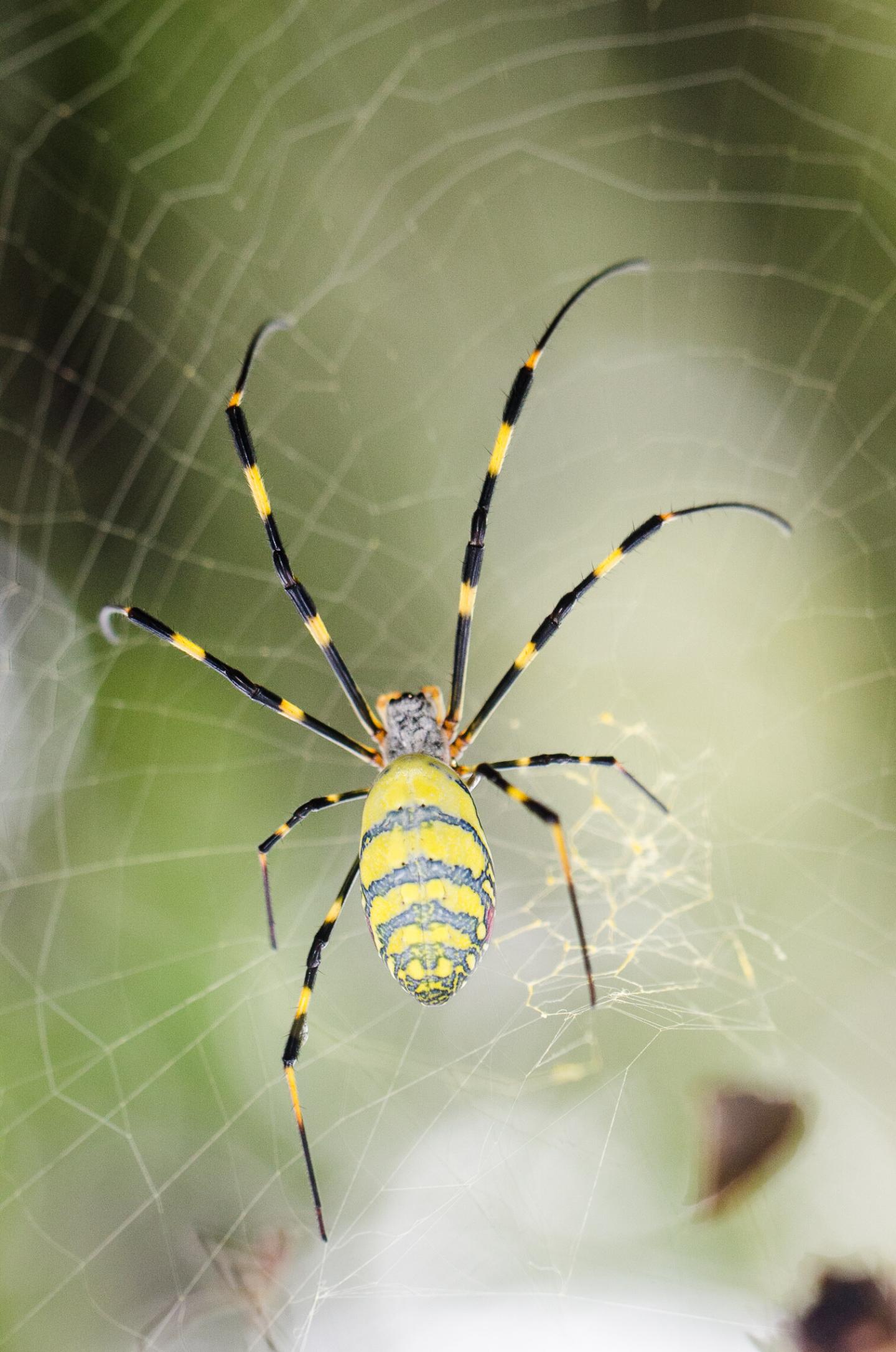 New protein found in strongest spider web material