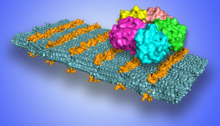 Peptoid Nanosheet