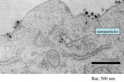 Micrograph of Nanoparticles in Tumor Cell