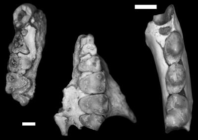 <I>Mescalerolemur horneri</I> Jaw (1 of 2)
