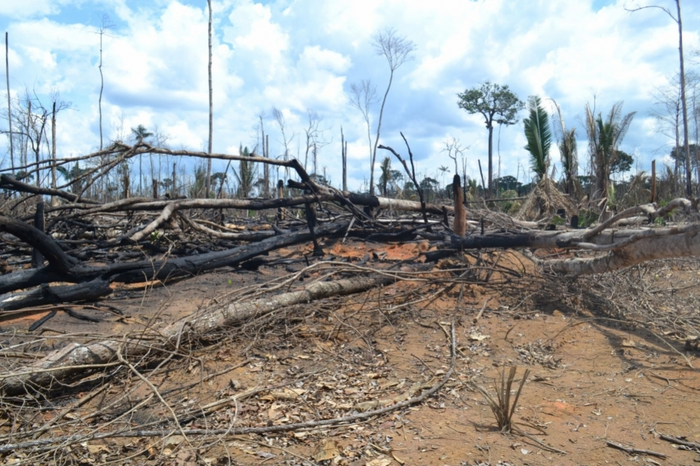 Deforestation in Amazon