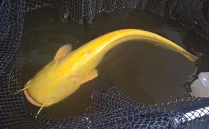 Albino Wels catfish in fish hatchery (photo: Riho Gross)