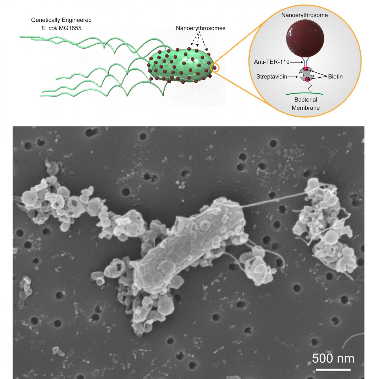 Illustration and Scanning Electron Microscopy Image of Biohybrid Bacterial Microswimmers