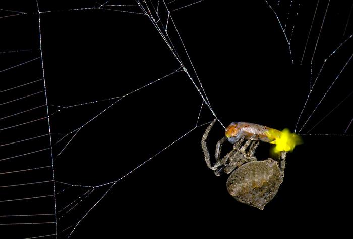 Spider wrapping male firefly