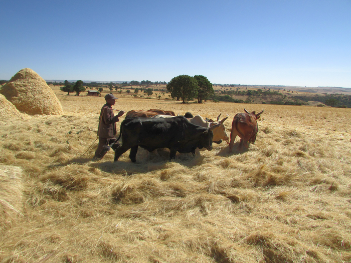 Agriculture in Ethiopia