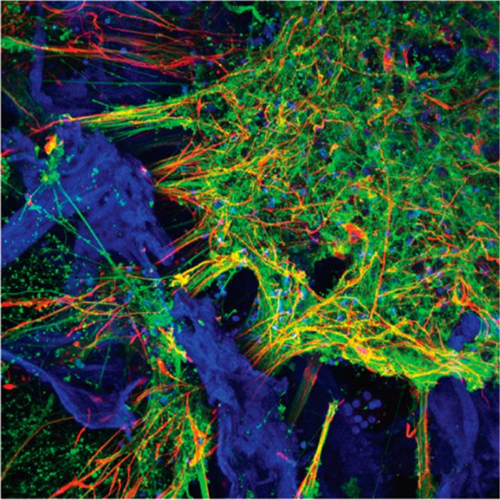 Neurons and Astrocytes Populate the 3D Tissue Model