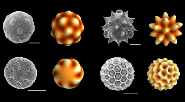 A Physical Model For Forming Patterns In Pollen