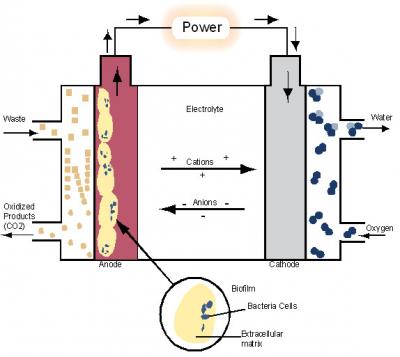 The Inner Life of a Microbial Fuel Cell