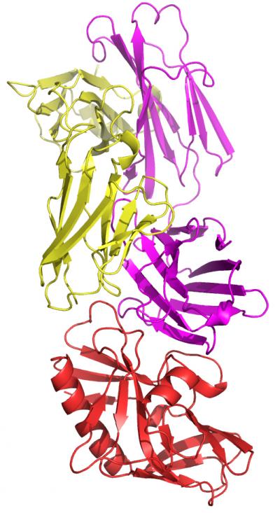 Germline-Targeting Immunogen eOD-GT6