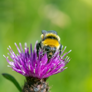 Great yellow bumblebee (Bombus distinguendus) on Centaurea nigra.