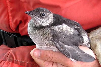 Kittlitz's Murrelet
