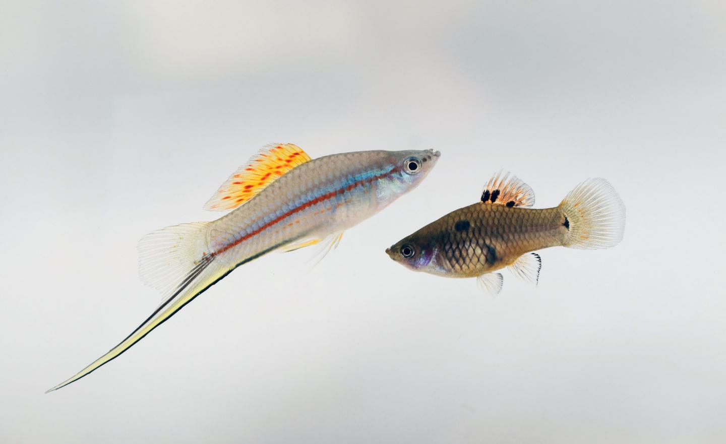 <i>Xiphophorus maculatus hellerii</i>