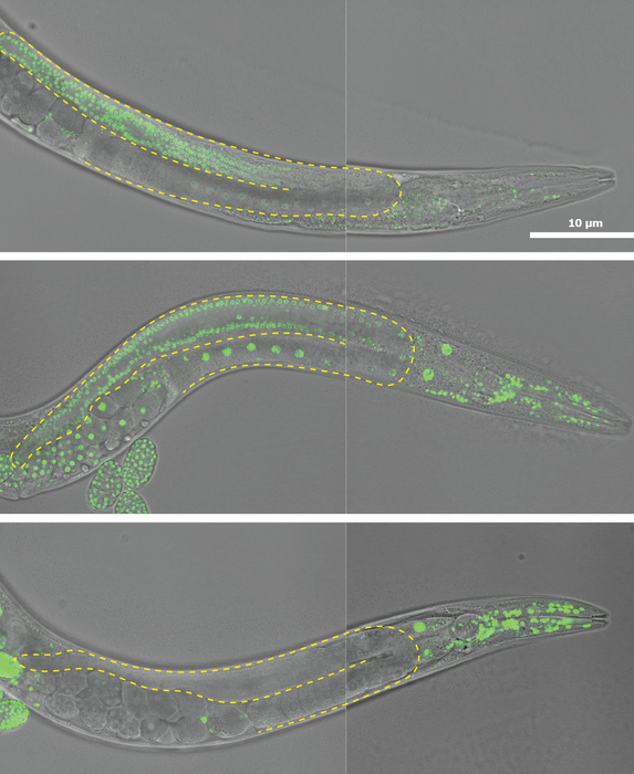 CRISPR-tagged histones in C. elegans