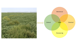 glyphosate-resistant kochia (Bassia scoparia) in glyphosate-resistant soybeans