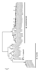 Figure 5. The phylogenetic tree for M. kirishimense and M. humile.