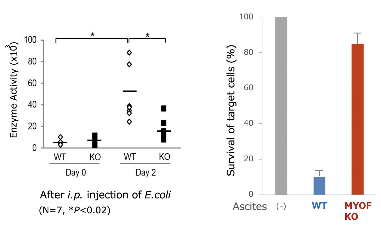 Figure 3. Intraperitoneal Injection of <i>Escherichia coli</i> 