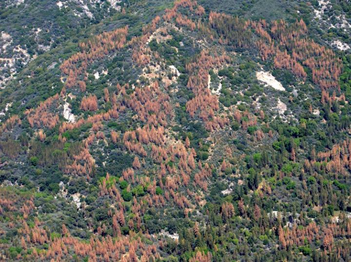 Aerial Sierra Nevada Forest in Drought