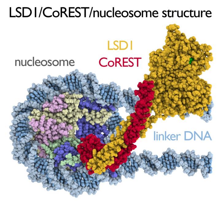 LSD1 Binding to Nucleosome
