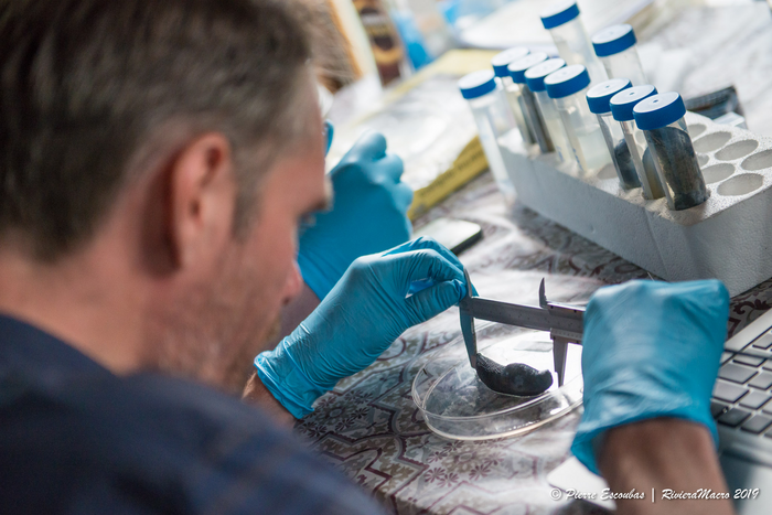 Rick de Vies measuring a specimen of Limax pseudocinereoniger