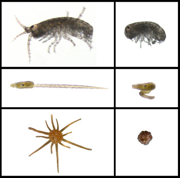 Embryos grown with and without high concentrations of new PVC pellets