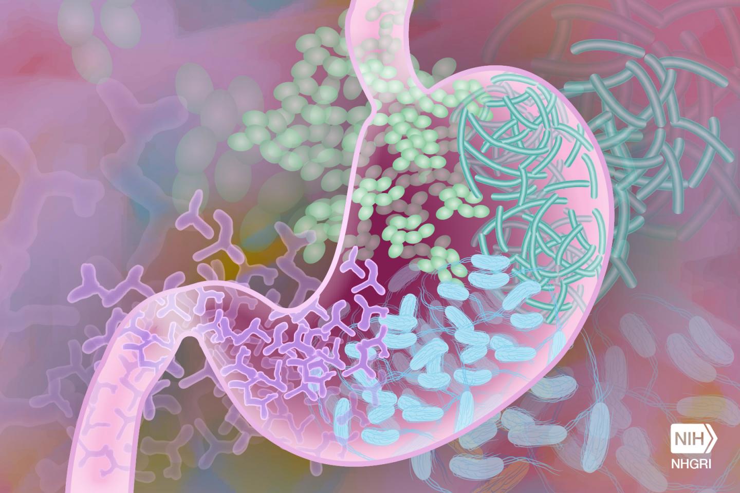 Illustration of the Gut Microbiome