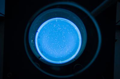 E. coli Cultures