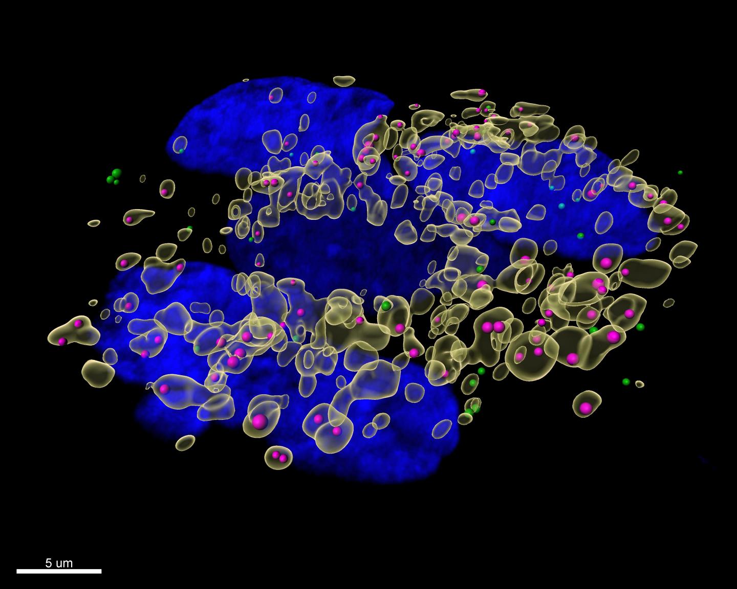 hepatitis a virus