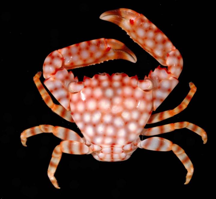 Coral Guard-Crab