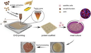 The process of growing cultured meat using a plant protein-based scaffold via 3D-printing techno