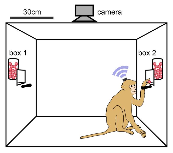 Illustration Monkey and food boxes