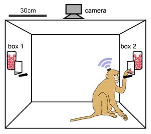 Illustration Monkey and food boxes