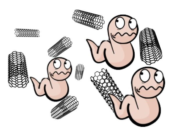 Worms Lead Way to Test Nanoparticle Toxicity