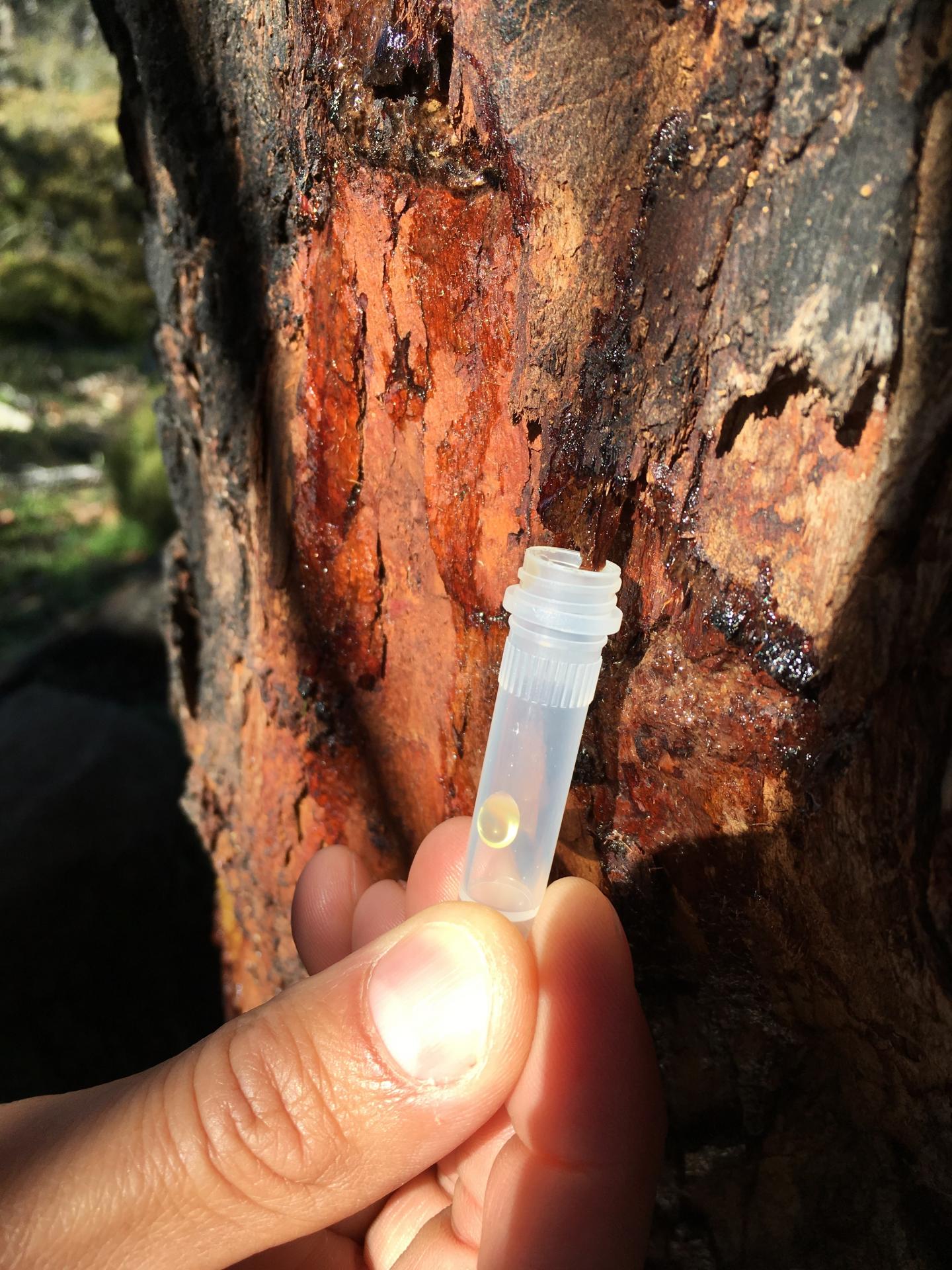 Collecting Sap Samples from the Cider Gum