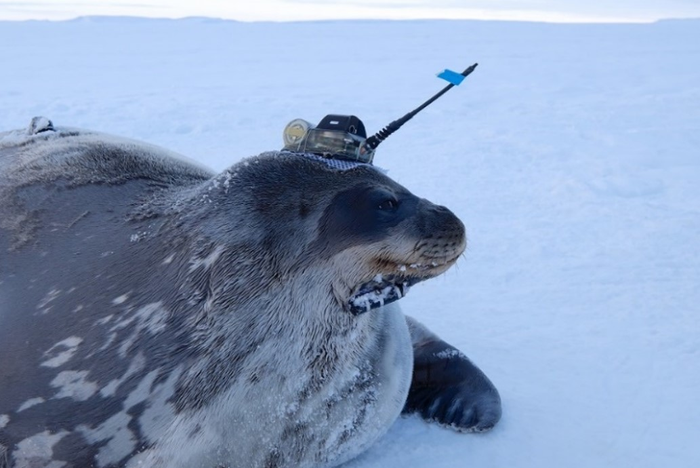 A Weddell seal with a CTD tag