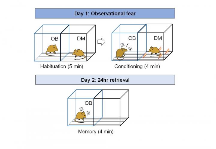 Figure 1: Observational Fear Test