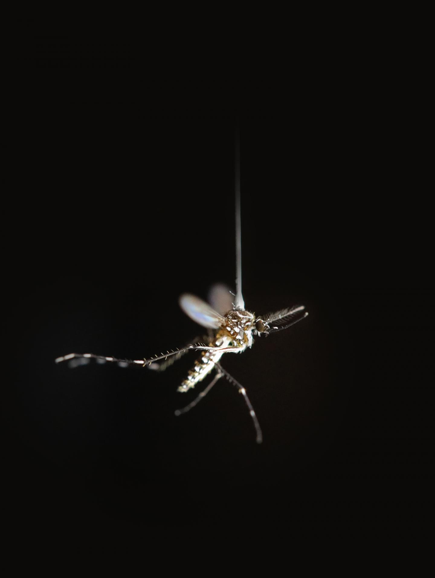 Tethered Mosquito