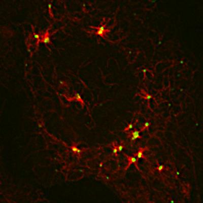 AKAP350 Plays a Role in Microtubule Nucleation