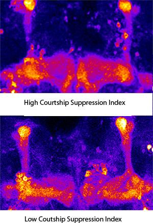 Courtship Suppression