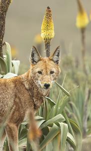 Ethiopian Wolf and Ethiopian red hot poker flower 3