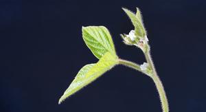 Leafhopper-resistant soybean varietal