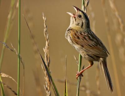 Henslow's Sparrow