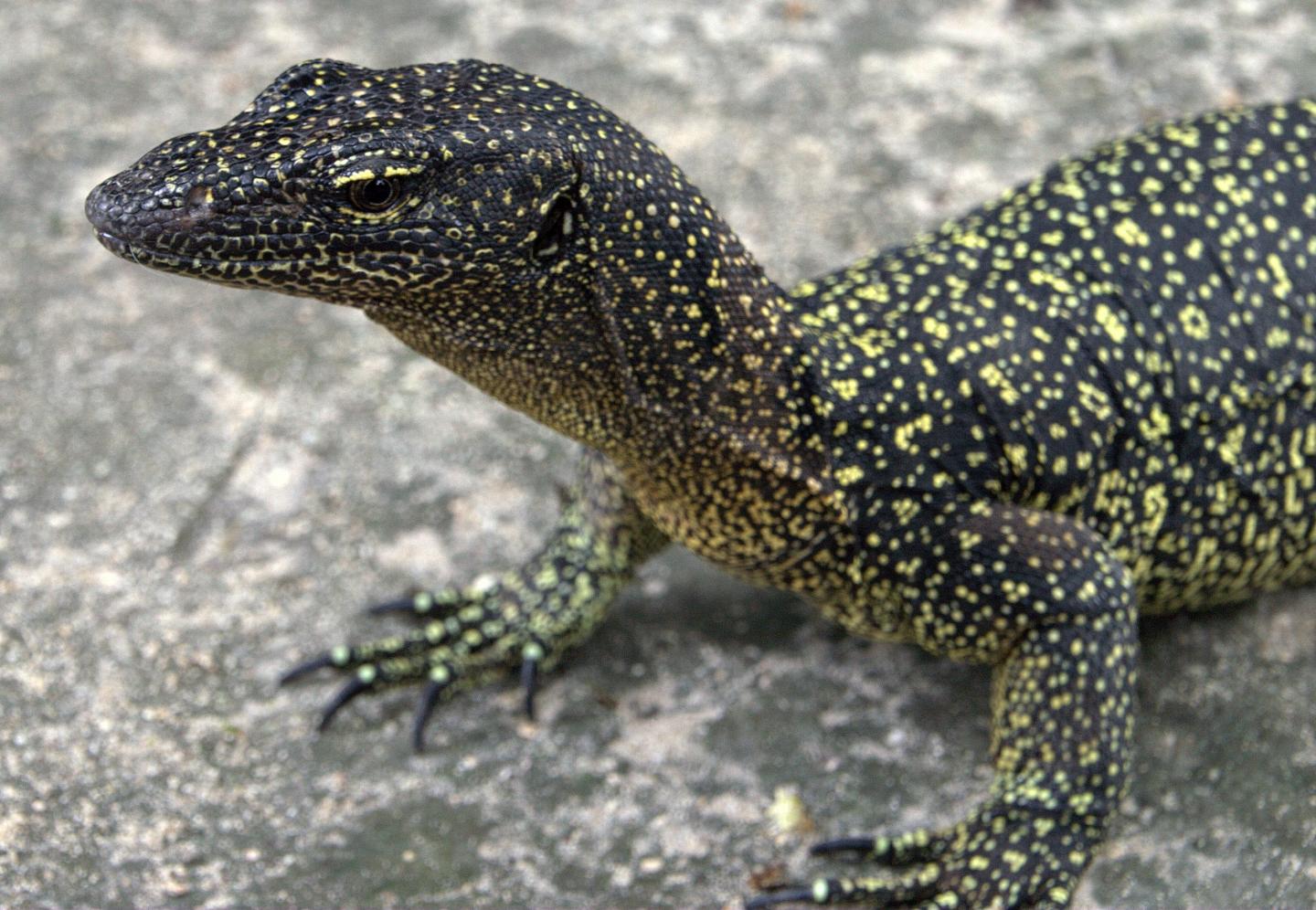 <i>Varanus douarrha</i>