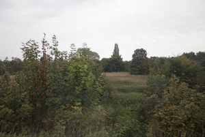Lineside vegetation